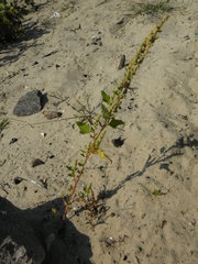 Chenopodium acerifolium