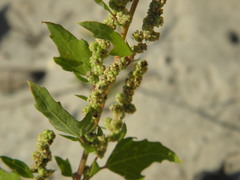 Chenopodium acerifolium
