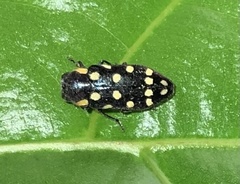 Diphucrania duodecimmaculata