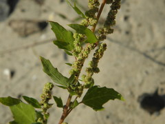 Chenopodium acerifolium
