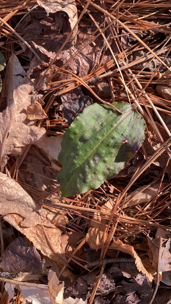 Tipularia discolor; photograph Heather Gottfried Lloyd, CC BY, iNaturalist via GBIF