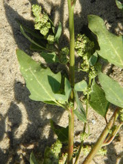 Chenopodium acerifolium