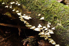 Gloeoporus phlebophorus