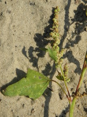 Chenopodium acerifolium