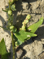 Chenopodium acerifolium