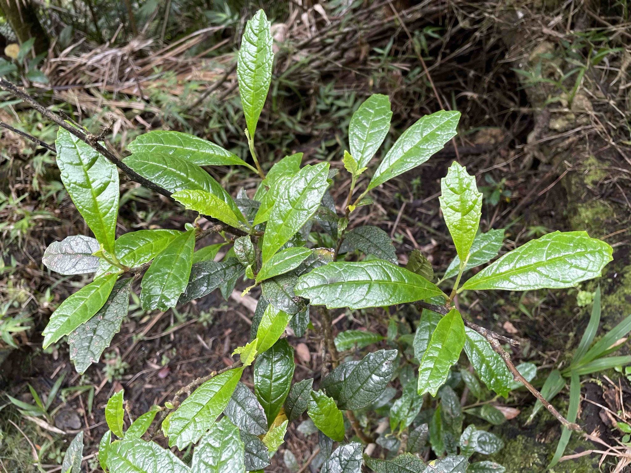 Varronia wagnerorum