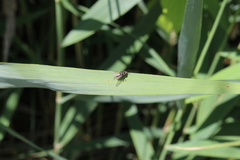 Limnophora obsignata