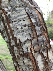 Sphyrapicus ruber