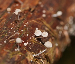 Mycena piringa