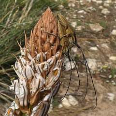 Agapanthia asphodeli