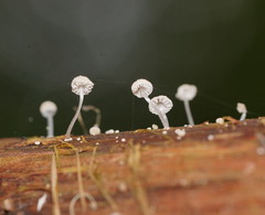 Mycena piringa