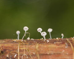Mycena piringa