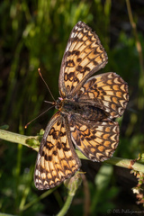 Melitaea phoebe