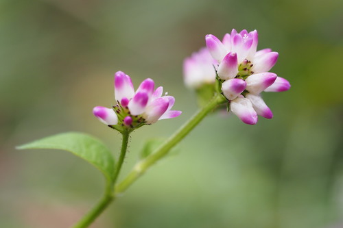 Thunberg’s smartweed