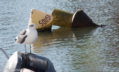 Larus michahellis atlantis