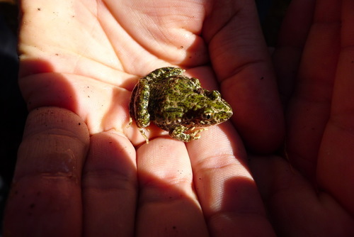 Lusitanian Parsley Frog