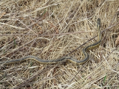 Thamnophis sirtalis