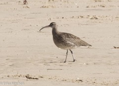 Numenius phaeopus phaeopus