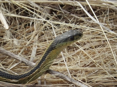 Thamnophis sirtalis