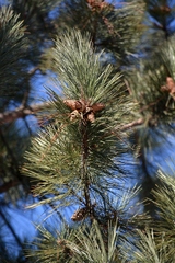 Pinus resinosa