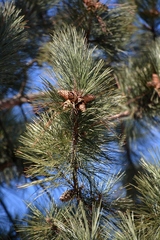 Pinus resinosa
