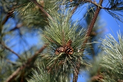 Pinus resinosa