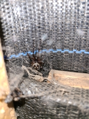 Steatoda nobilis