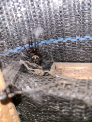 Steatoda nobilis