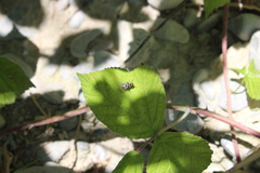 Limnophora obsignata