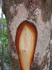 Vismia guianensis