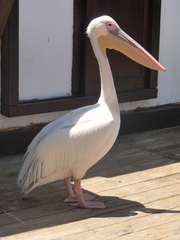 Pelecanus onocrotalus