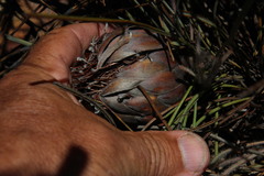Protea scorzonerifolia