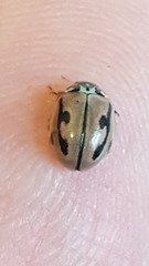 Mulsantina hudsonica