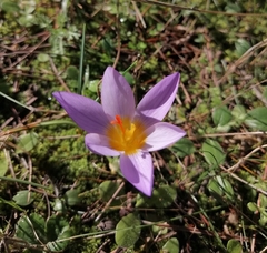 Crocus atticus