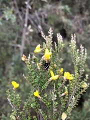 Amenia chrysame