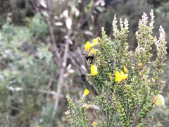 Amenia chrysame