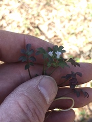 Phacelia ranunculacea
