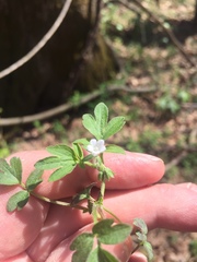 Phacelia ranunculacea