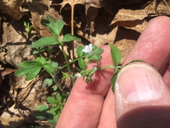 Phacelia ranunculacea