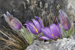 Pulsatilla halleri styriaca