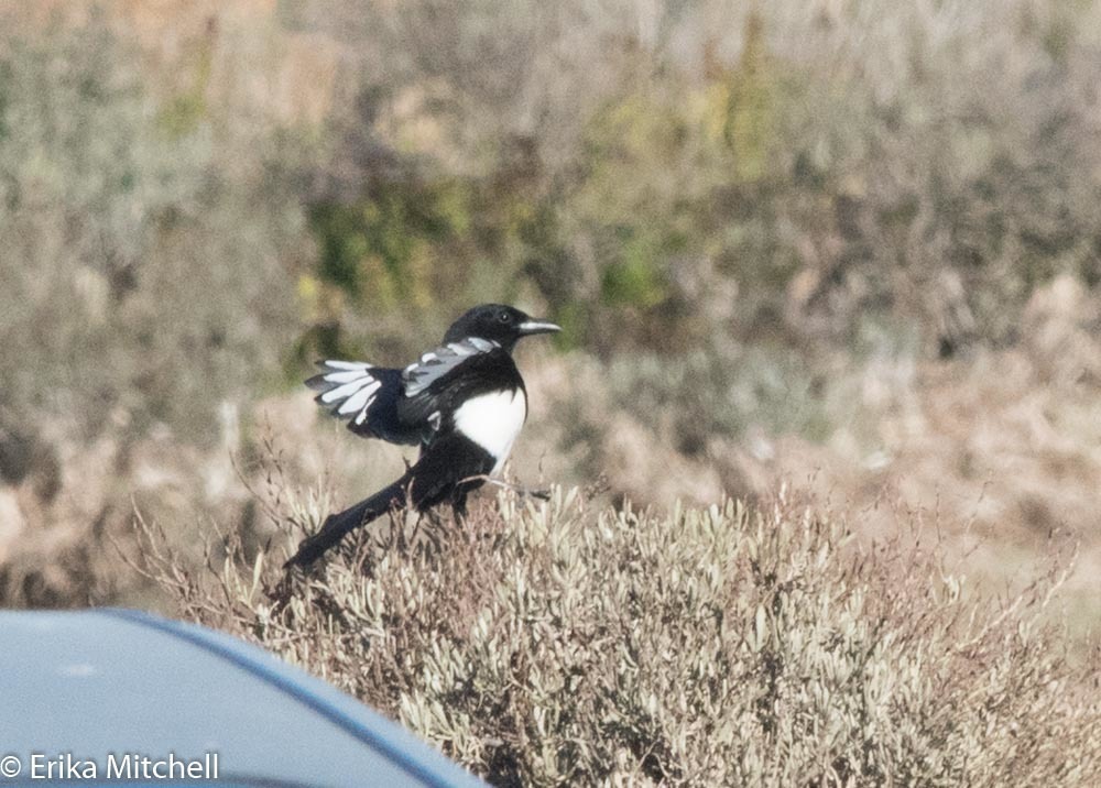 유럽까치 from Olhão, Faro, Portugal on 2017년 11월 05일 (일) at 10:51 오전 by Erika Mitchell · iNaturalist 유럽까치 (Pica pica)