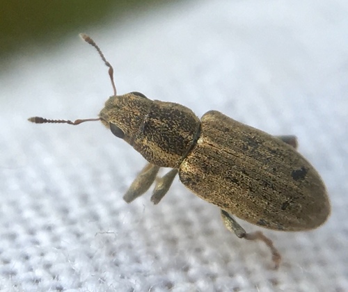 Pea Weevil