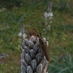 Agapanthia asphodeli