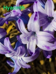 Hyacinthus