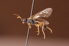 Dimorphopteryx melanognathus