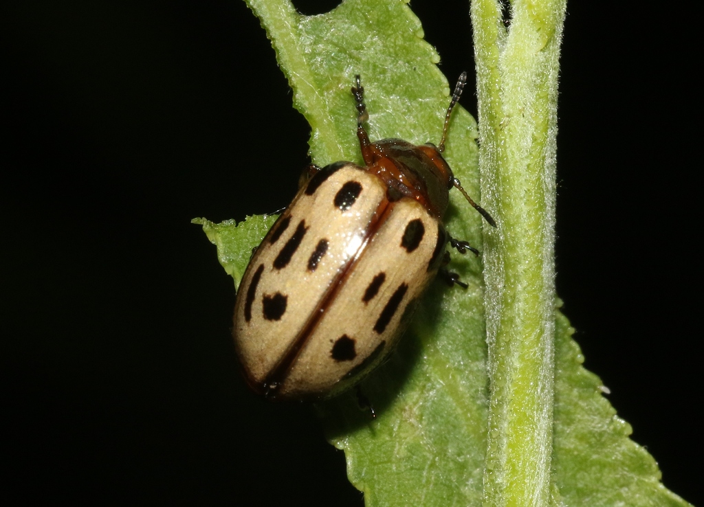 Chrysomela sonorae