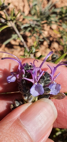Image of Salvia jordanii by (c) Mehdi Chetibi, some rights reserved (CC BY)
