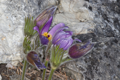 Pulsatilla halleri styriaca