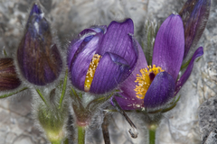 Pulsatilla halleri styriaca