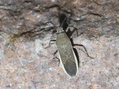 Catorhintha texana